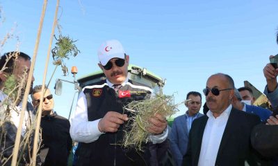 Kenevir umut oldu, ilk hasat gerçekleştirildi