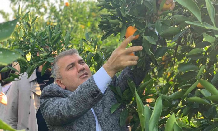 Milletvekili Mustafa Canbey’den iki günde iki hasat