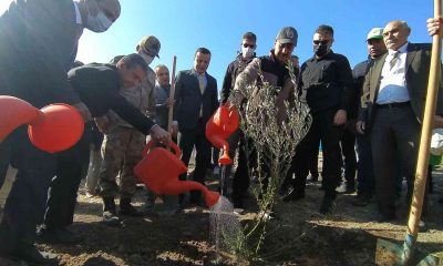 Şanlıurfa’da binlerce ağaç toprakla buluştu